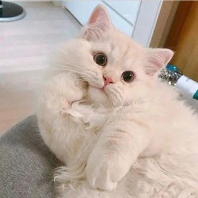 Lê Mỹ Lệ avatar